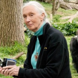 Famed Chimpanzee Researcher Dr. Jane Goodall Making Iceland Visit