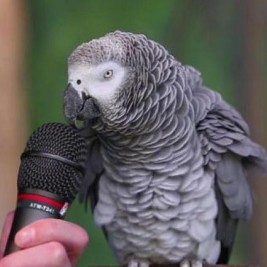 Einstein the Parrot